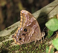 Lethe drypetis – Tamil Treebrown 01.jpg