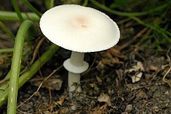 Baltasis balsvis (Leucoagaricus cretaceus)