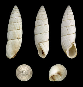 Leucomastus varnensis