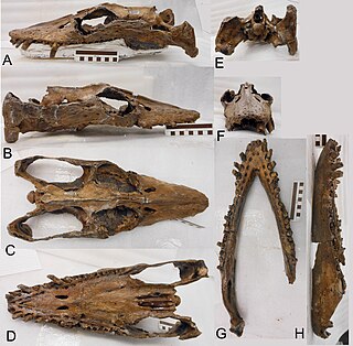 <i>Libonectes</i> Extinct genus of reptiles