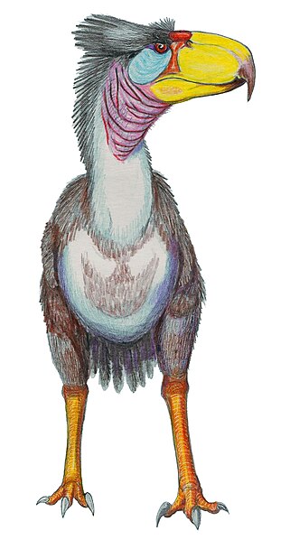 File:Life reconstruction of the terror bird Titanis walleri.jpg