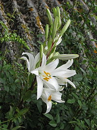 Lilium candidum