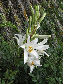 Lilium candidum (14434340484) .jpg