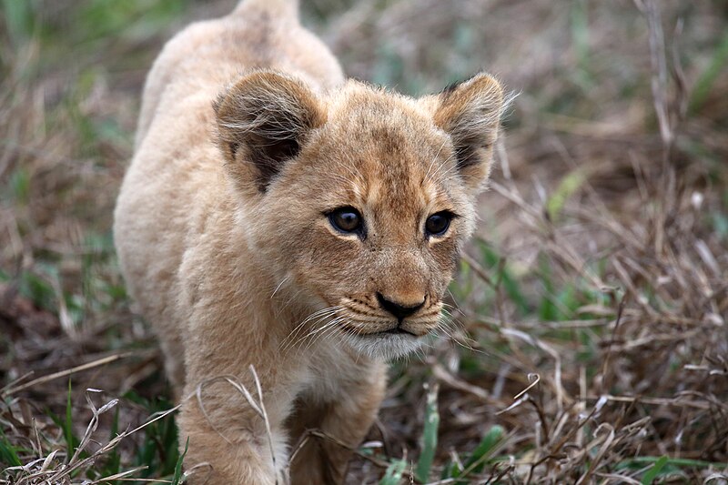 File:Lion cubs (51715821014).jpg