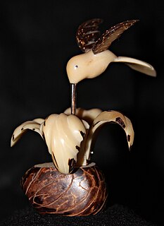 Vegetable ivory Product made from the seeds of certain palm trees