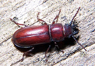 <i>Parandra</i> Genus of beetles