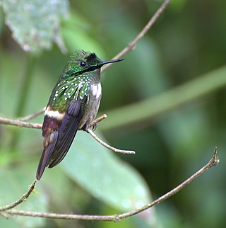 <span class="mw-page-title-main">Festive coquette</span> Species of hummingbird