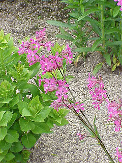 <i>Silene viscaria</i> species of plant