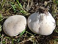 Lycoperdon snakenig G5 (3). 
 jpg