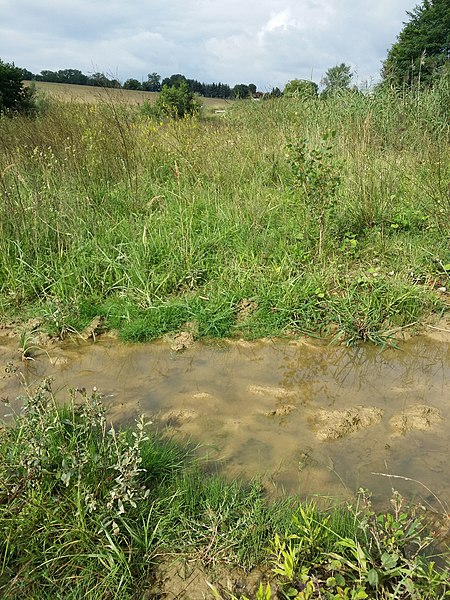 File:Lythrum hyssopifolia sl69.jpg