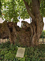 Deutsch: Das Naturdenkmal Blutlinde in Wiesbaden-Frauenstein, davor eine Tafel mit der zugehörigen Legende