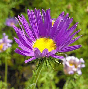 Afbeeldingsbeschrijving Machaeranthera tanacetifolia 001.jpg.