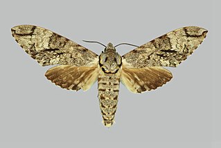 <i>Macropoliana ferax</i> Species of moth