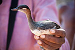 Thumbnail for Madagascar grebe