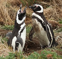 A pair of Magellanic penguins, with one performing a display song Magellanic Penguins at Otway Sound, Chile (5521312980).jpg