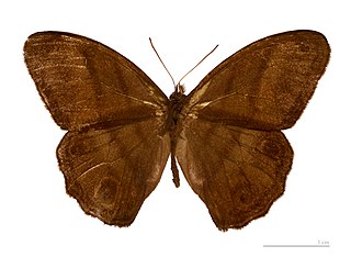 <i>Magneuptychia</i> Genus of butterflies