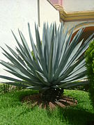 Agave spp.