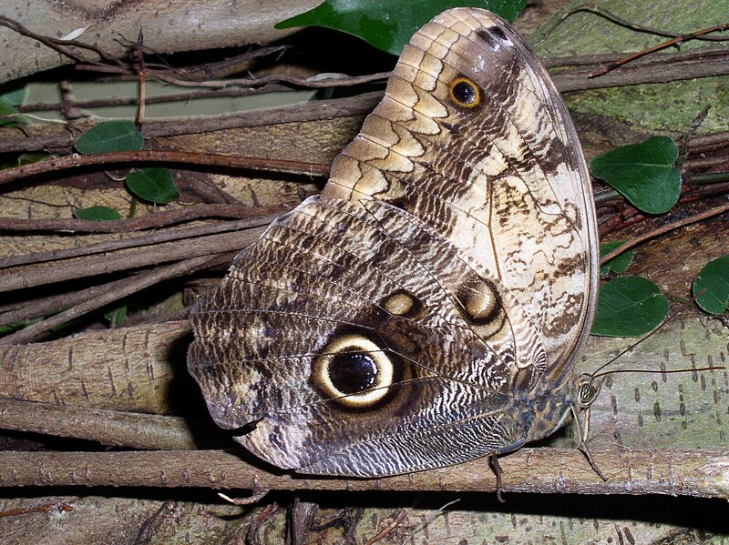 File:Mainau - Schmetterlinge (Fotos von 2005) 003.jpg