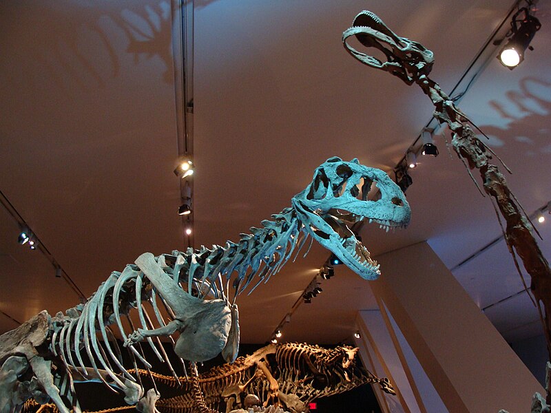 File:MajungasaurusROM.JPG