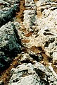 Karrenspoor in de rotsen van de Dingli Cliffs