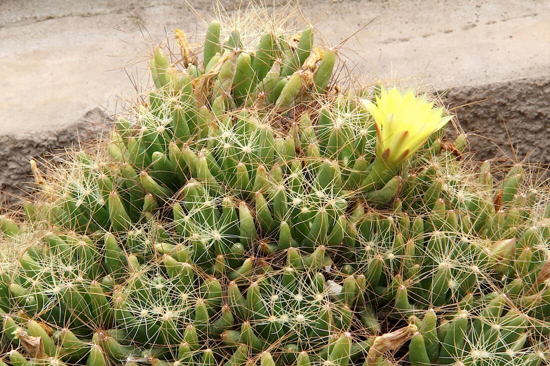 Mammillaria longimamma