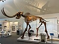 Skelettrekonstruktion des Mammuts von Le Brassus
