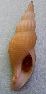 <i>Manaria</i> (gastropod) genus of large sea snails