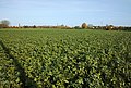 * Nomination Plant cover combining field beans, sunflower and rapeseed, Carrière Dal, in Marcq-en-Barœul, France --Velvet 07:54, 28 November 2022 (UTC) * Promotion  Support Good quality. --C messier 20:16, 6 December 2022 (UTC)