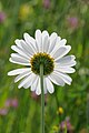 * Nomination Margerite, Leucanthemum vulgare --Böhringer 21:42, 22 May 2012 (UTC) * Promotion Good quality. --Cayambe 10:19, 23 May 2012 (UTC)