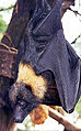 Mariana fruit bat