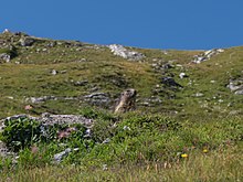 Une marmotte vue au-dessus du lac de Moiry.