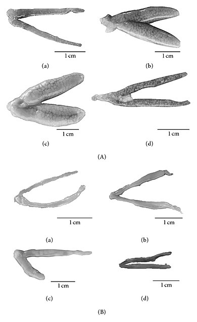 Maturity stages of (A) ovaries and (B) testicles of the cichlid Crenicichla menezesi
(a) immature; (b) maturing; (c) mature; (d) partially spent (scale = 1 cm) Maturity stages of ovaries and testicles of the cichlid Crenicichla menezesi.jpg