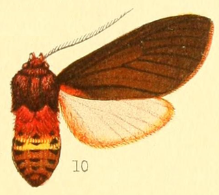 <i>Mazaeras soteria</i> Species of moth