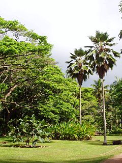 McBryde Garden