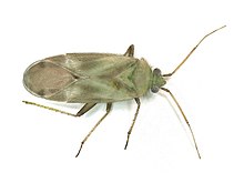 Megalocoleus molliculus (Miridae) - (imago), Elst (Gld), the Netherlands.jpg