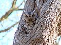 Gray morph; Kerrville, Texas