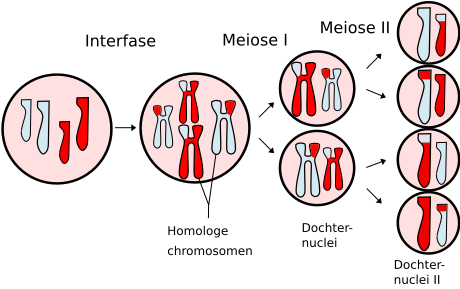 File:Meiosis Overview NL.svg