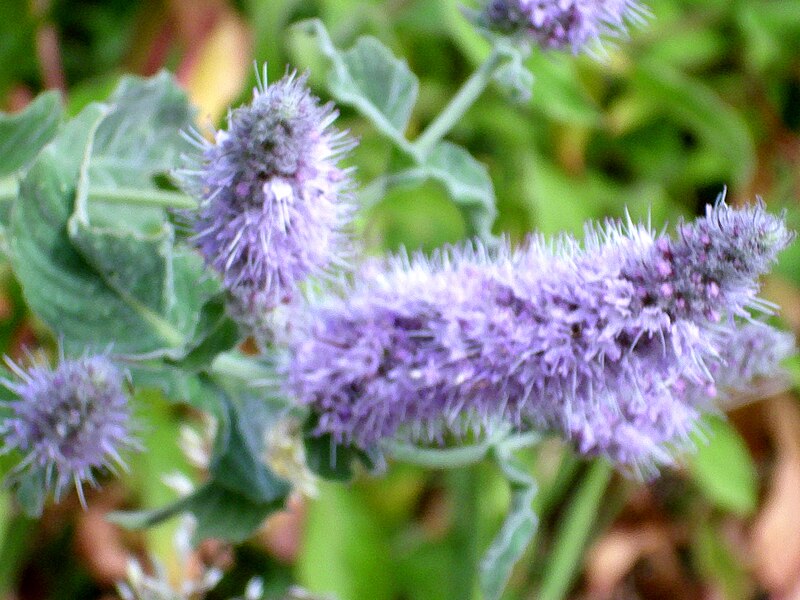 File:Mentha longifolia FlowersCloseup 25July2009 SierraNevada.jpg