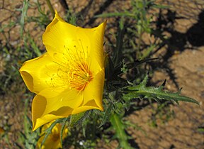 Mentzelia lindleyi, Claremont