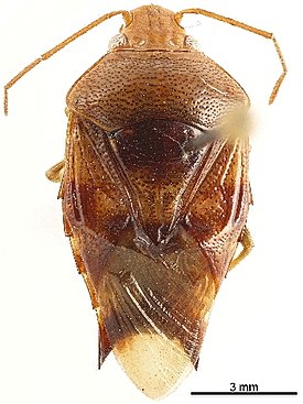 Microdeuterus sp.