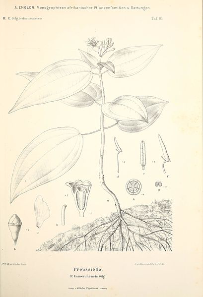 File:Monographieen afrikanischer Pflanzen-Familien und -Gattungen (Taf. IX) BHL36878474.jpg