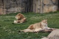 Lions