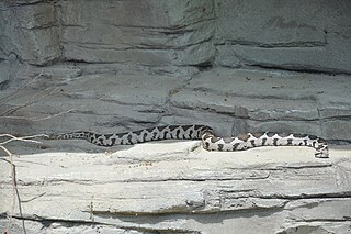 <i>Montivipera</i> Genus of snakes