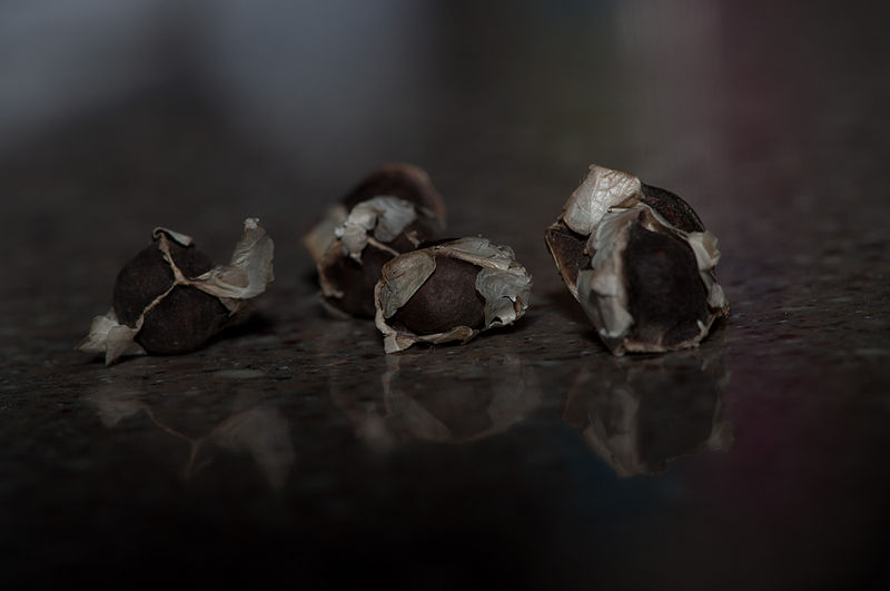 File:Moringa Olifiera Seeds Macro.jpg