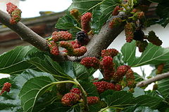 Morus nigra fruits.JPG