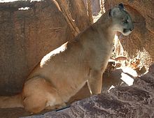 Mountain lion at the Arizona-Sonora Desert Museum MountainLion.jpg