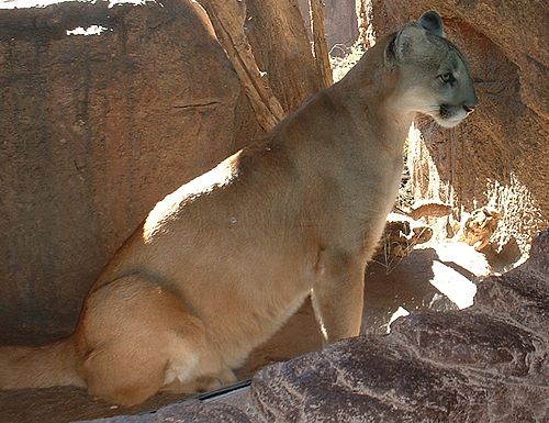 puma animal estados unidos