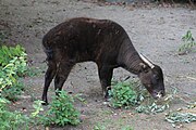 Brown bovid