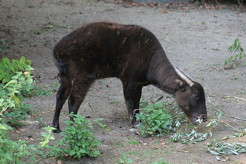 File:Mountain Anoa at Krefeld Zoo.jpg