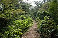 浅間山付近の登山道